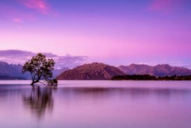 reflet arbre lac montagne