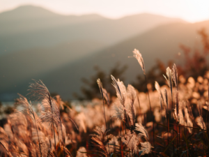 gestion de patrimoine