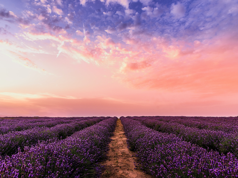 mandat de protection future